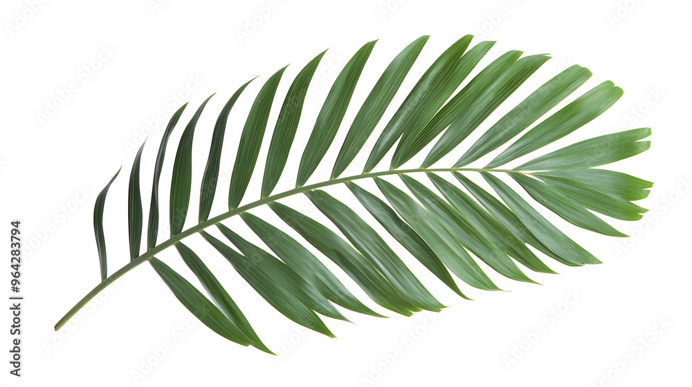 tropical palm leaf isolated on white background tropical palm leaf isolated on white background