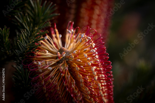 Banksia - Plants of the Australian National Botanic Gardens
