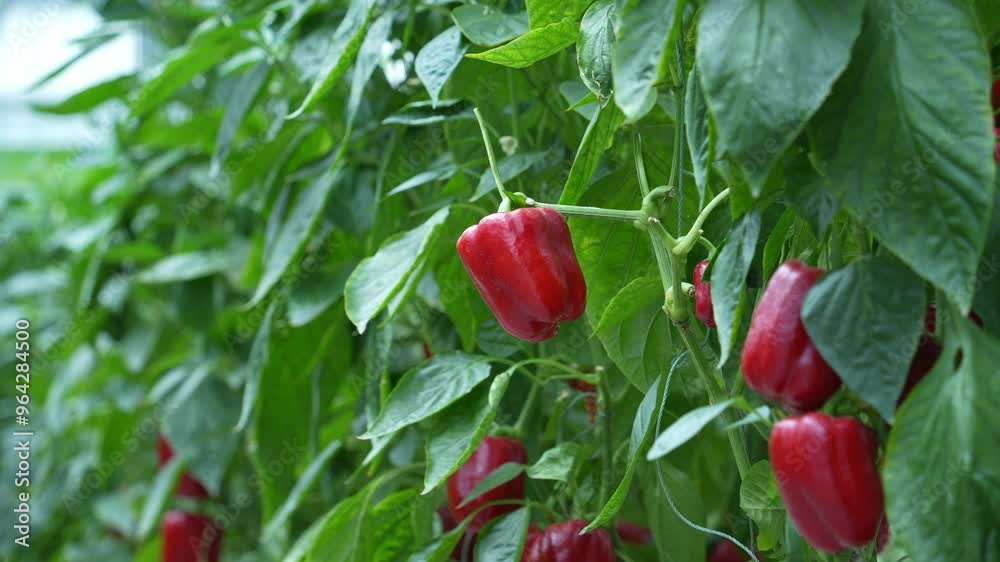 red pepper in vegetable garden red pepper in vegetable garden