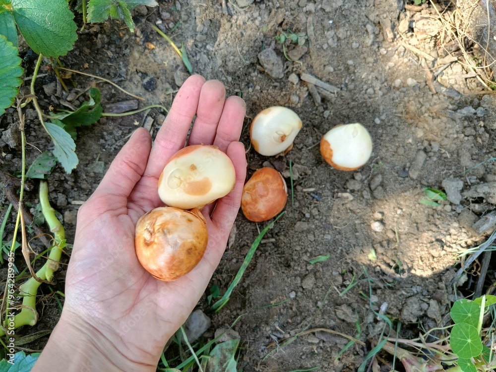 Fototapeta premium Cebulki tulipanów na dłoni do wysadzania jesienią