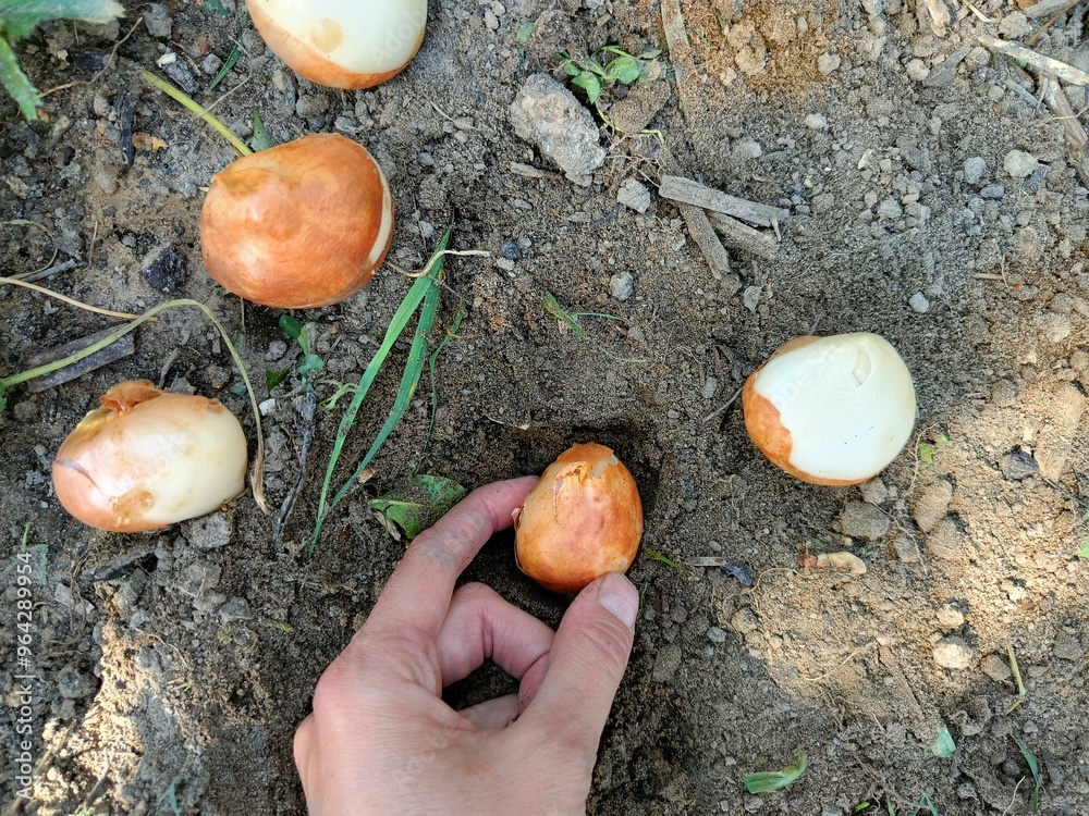 Fototapeta premium Cebulki tulipanów na dłoni do wysadzania jesienią