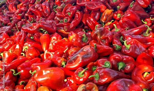 Red Paprika in a pile; Freshly picked red peppers