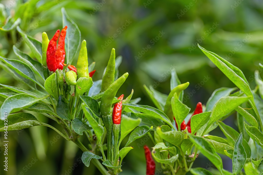 Green and red peppers in the field.