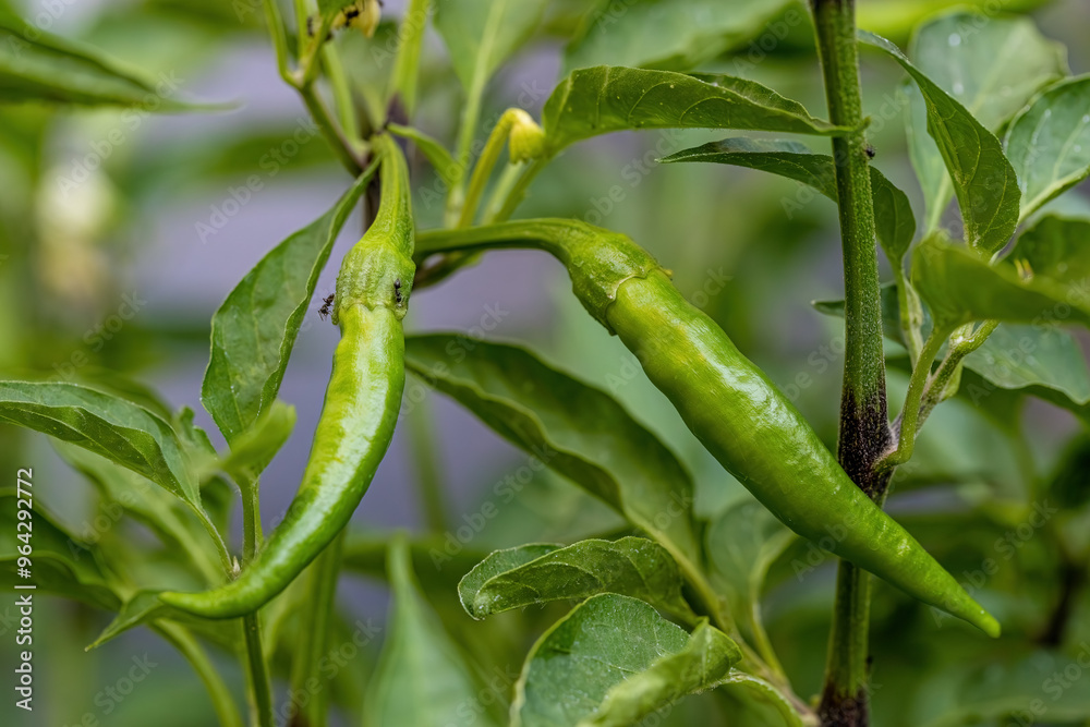 Green peppers in the field.