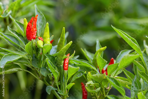 Obraz na płótnie Green and red peppers in the field. w salonie