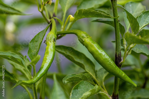 Obraz na płótnie Green peppers in the field. w salonie