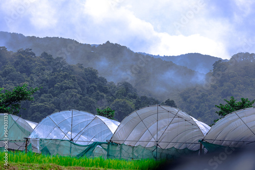 Blurred natural atmosphere background during rainy season with fog covering the forest, cool and fresh air, showing the completeness of the ecosystem.