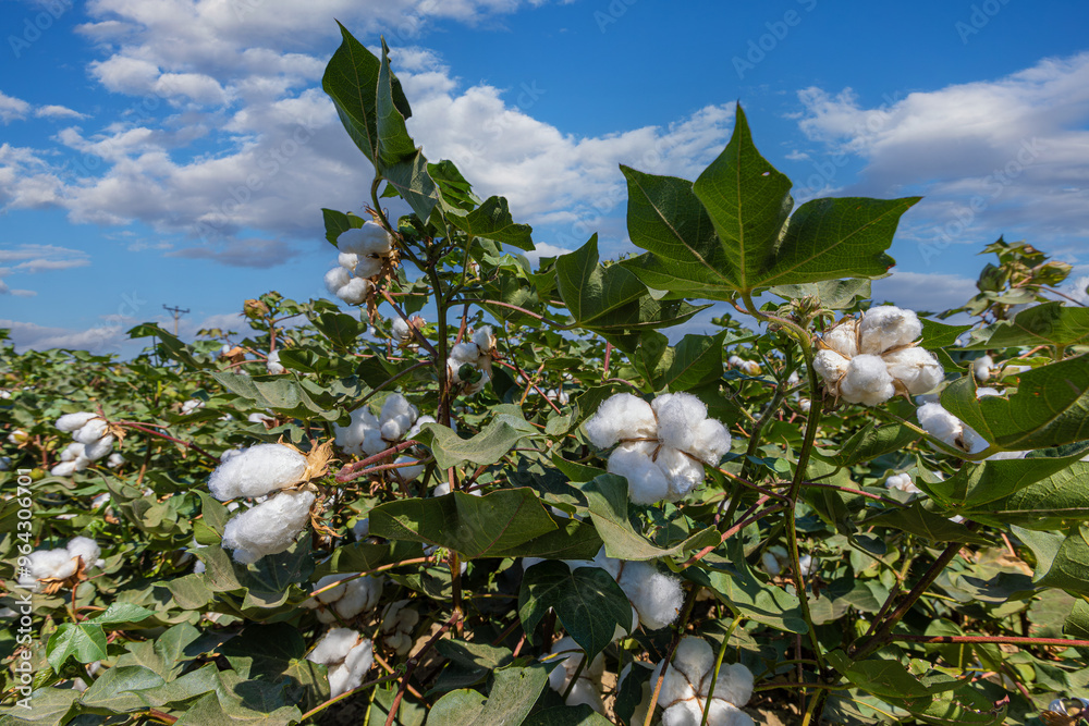 In the background of Izmir-Menemen plain, a cloudy sky and a cotton field