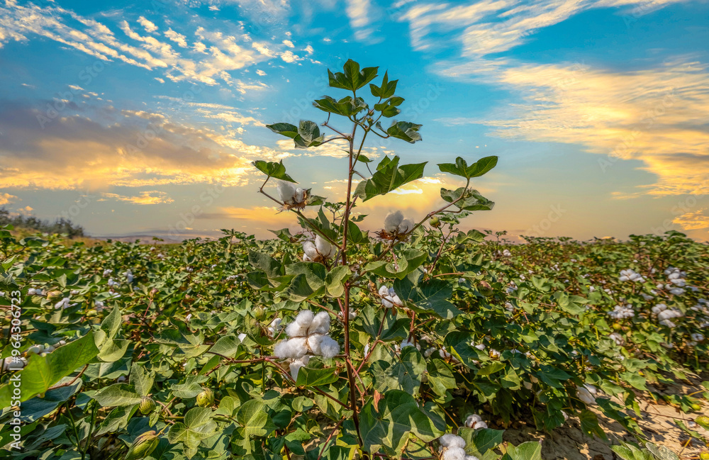 Izmir - Cotton field at sunset in Menemen plain