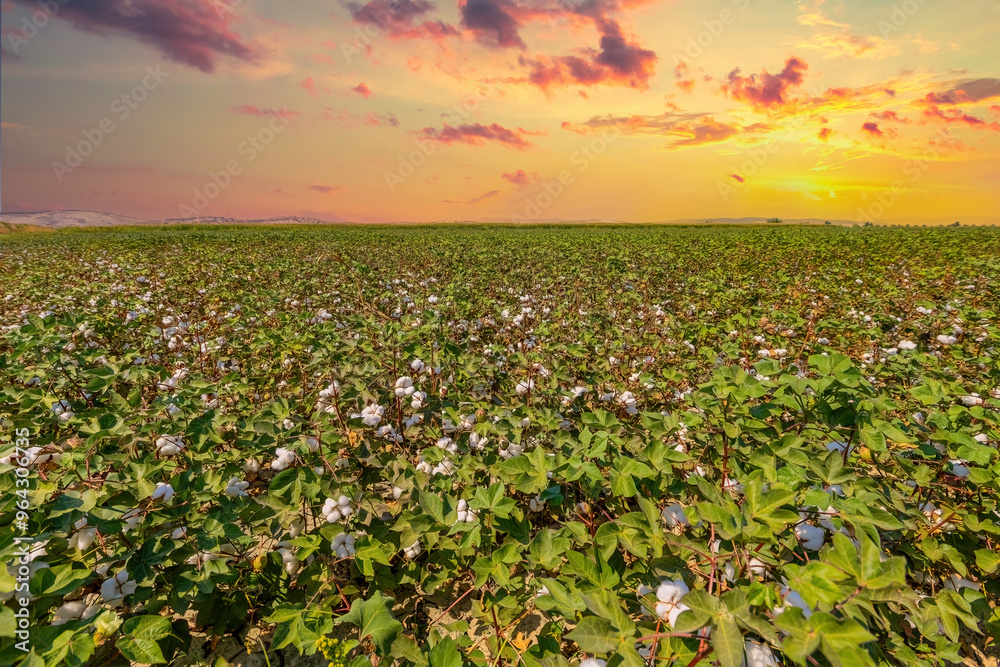 Izmir - Cotton field at sunset in Menemen plain