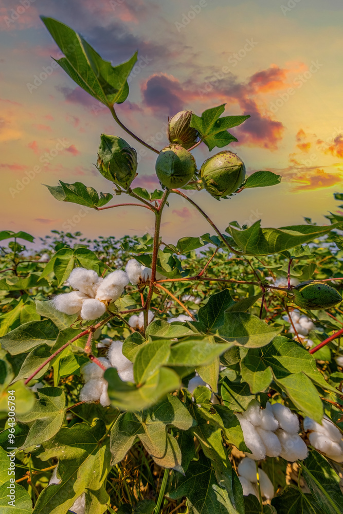 Izmir - Cotton field at sunset in Menemen plain
