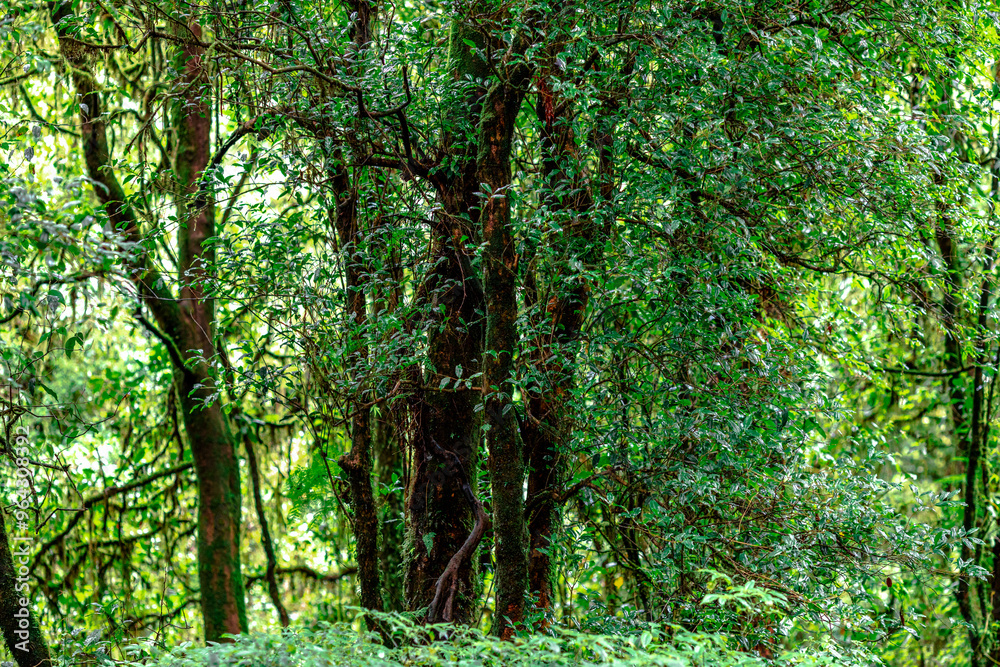 Close-up natural background of the forest atmosphere on top of Doi Inthanon in Chiang Mai, which is the highest and coldest area in Thailand. Tourists always like to come to see nature. Close-up natural background of the forest atmosphere on top of Doi Inthanon in Chiang Mai, which is the highest and coldest area in Thailand. Tourists always like to come to see nature.