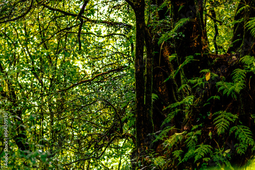 Close-up natural background of the forest atmosphere on top of Doi Inthanon in Chiang Mai, which is the highest and coldest area in Thailand. Tourists always like to come to see nature.