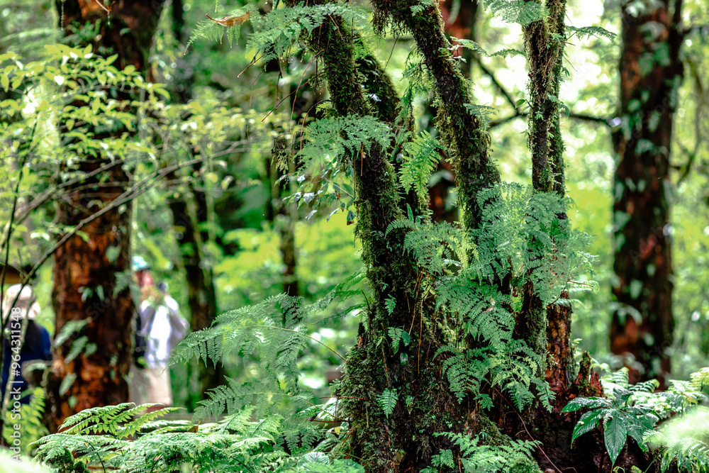 Close-up natural background of the forest atmosphere on top of Doi Inthanon in Chiang Mai, which is the highest and coldest area in Thailand. Tourists always like to come to see nature. Close-up natural background of the forest atmosphere on top of Doi Inthanon in Chiang Mai, which is the highest and coldest area in Thailand. Tourists always like to come to see nature.