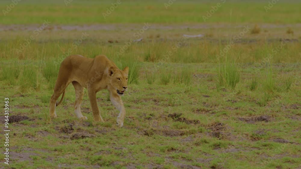 Wild animal in Chobe National Park, Botswana Wild animal in Chobe National Park, Botswana