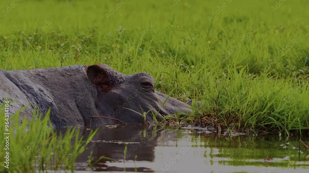 Wild animal in Chobe National Park, Botswana Wild animal in Chobe National Park, Botswana