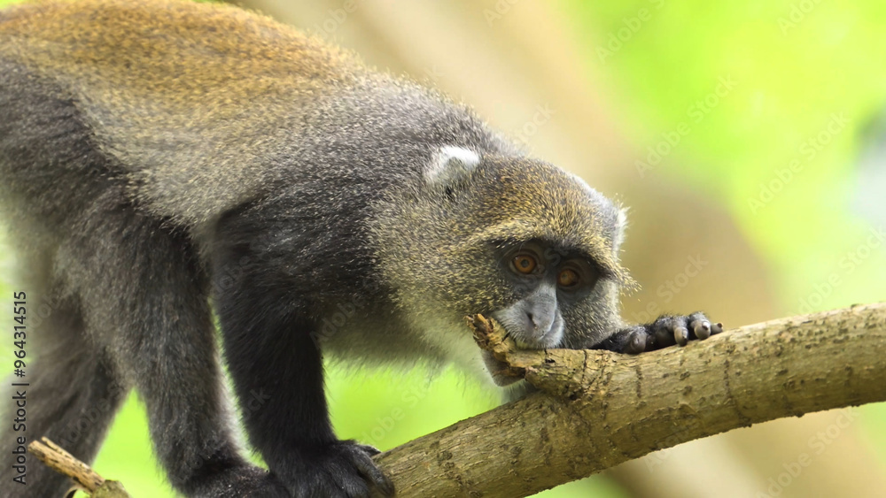 Obraz premium tailed lemur