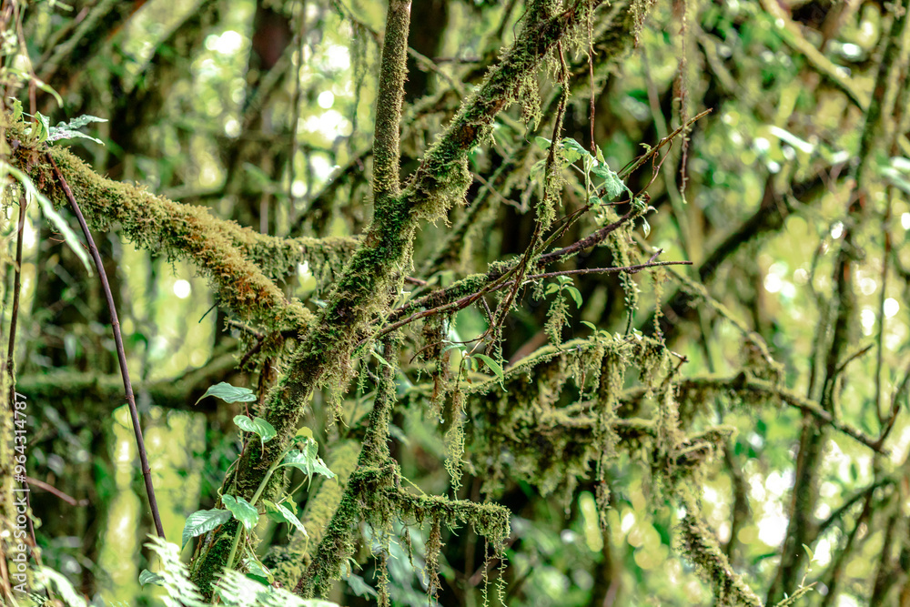 Close-up natural background of the forest atmosphere on top of Doi Inthanon in Chiang Mai, which is the highest and coldest area in Thailand. Tourists always like to come to see nature. Close-up natural background of the forest atmosphere on top of Doi Inthanon in Chiang Mai, which is the highest and coldest area in Thailand. Tourists always like to come to see nature.
