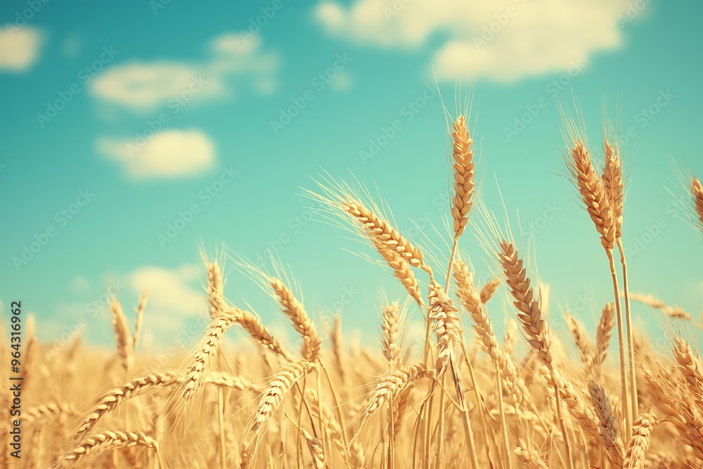 Fototapeta premium Golden Wheat Fields Under a Blue Sky with Gentle Clouds