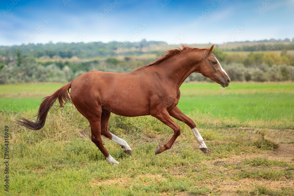 Obraz premium Brown horse gallops with unbridled energy across green field, embodying spirit of freedom. Vibrant landscape accentuates graceful movement of horse