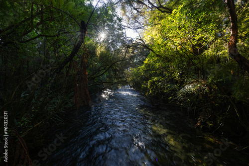 Beautiful river covered by green tree.