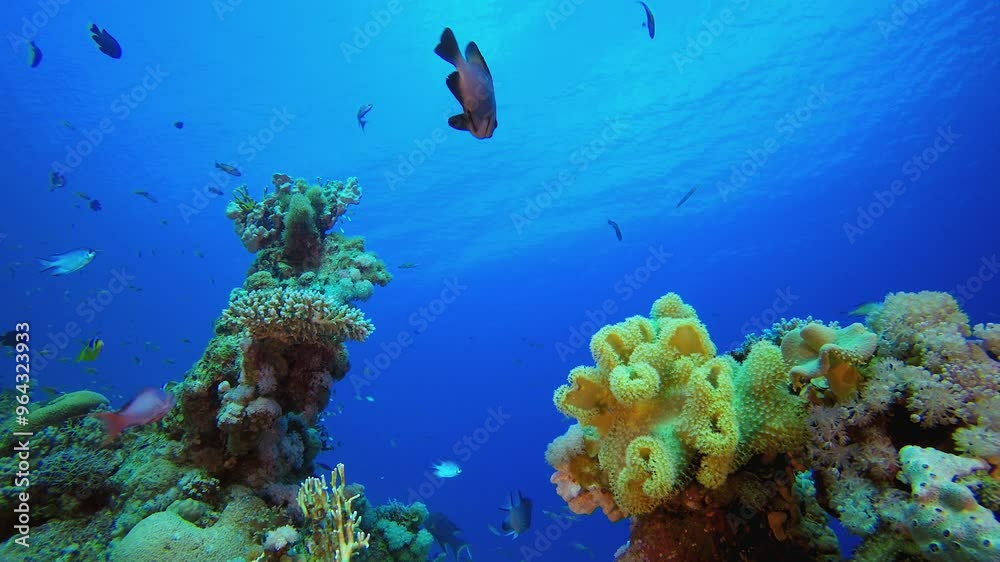 Colourful Coral Reef Scene. Underwater sea fish. Colourful underwater seascape. Tropical fish reef marine. Underwater sea fish. Tropical fish reef marine. Colourful Coral Reef Scene. Underwater sea fish. Colourful underwater seascape. Tropical fish reef marine. Underwater sea fish. Tropical fish reef marine.