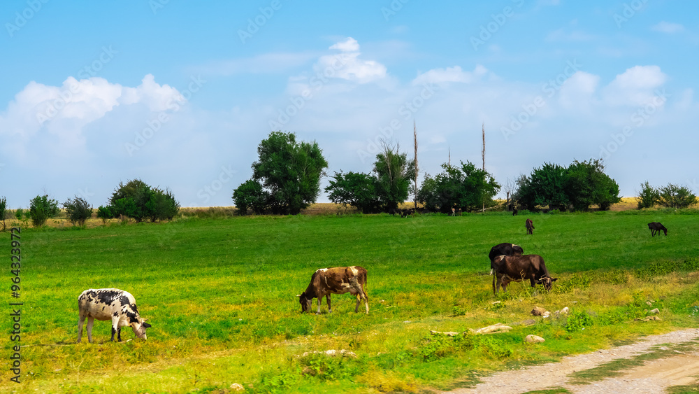 cows eat grass in the meadow cows eat grass in the meadow