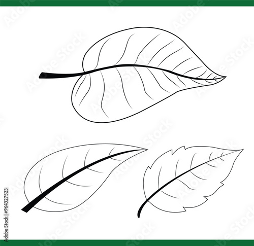 Set of leaf, hand drawing leaf vector art, Leaf vector outline illustration, Sycamore leaf