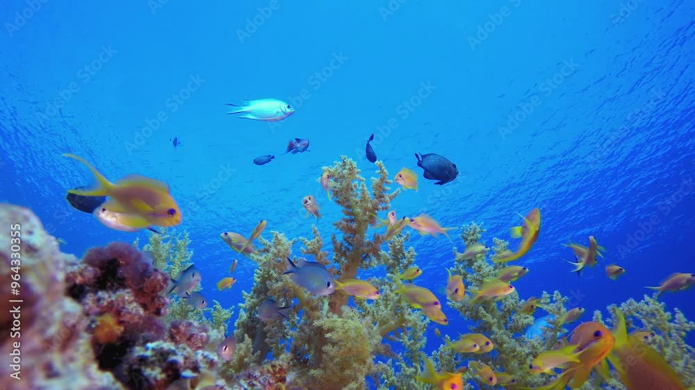 Colourful Tropical Fish and Corals. Underwater sea fish. Colourful underwater seascape. Tropical fish reef marine. Underwater sea fish. Tropical fish reef marine. Colourful Tropical Fish and Corals. Underwater sea fish. Colourful underwater seascape. Tropical fish reef marine. Underwater sea fish. Tropical fish reef marine.