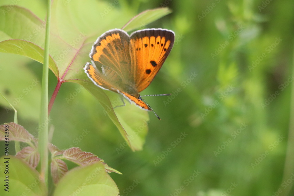 Obraz premium A butterfly in the grass