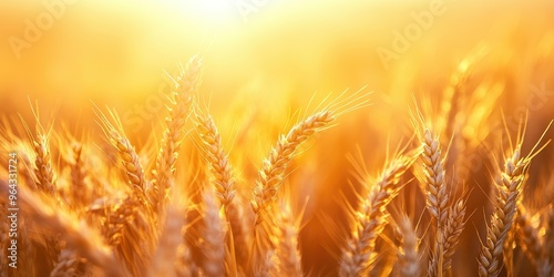 Golden wheat field glistens in the sunlight, capturing the beauty of nature and the harvest season.