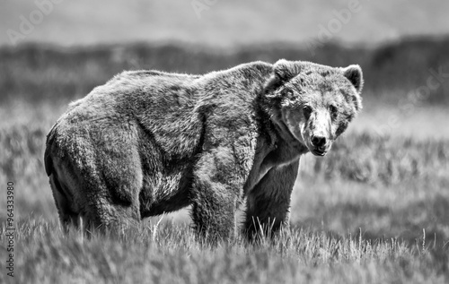 Grizzly Bear in Hallo Bay, Katmai near Aleutian Range, Alaska, U.S photo