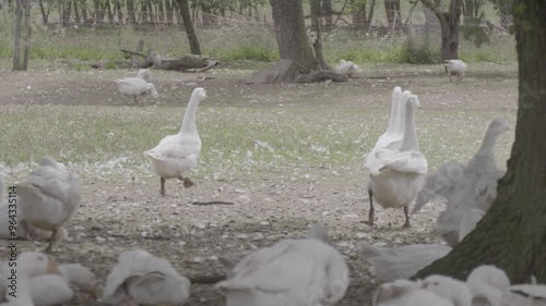 geese on the farm. ecologically free range animal breeding. white geese walking outdoors

