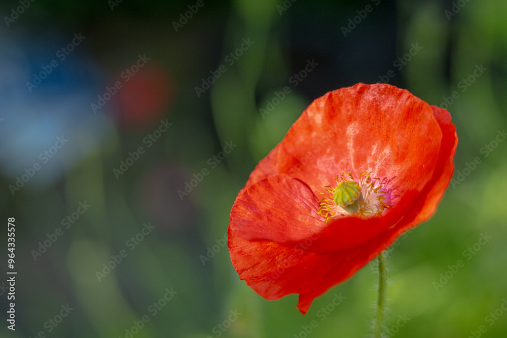 Close-up of poppy flower in sunlight. Close-up of poppy flower in sunlight.
