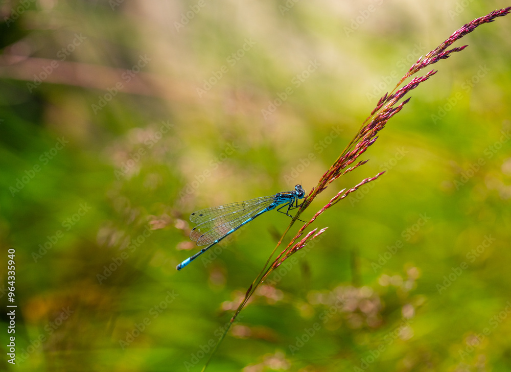 Irish Damselfly Coenagrion lunulatum perching on a grass straw. Irish Damselfly Coenagrion lunulatum perching on a grass straw.