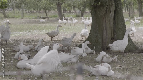 flock of white geese walking free range outdoor. geese on the farm. ecologically animal breeding.