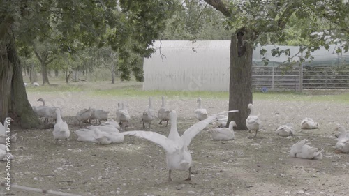 geese on the farm. ecologically free range animal breeding. goose walking around.