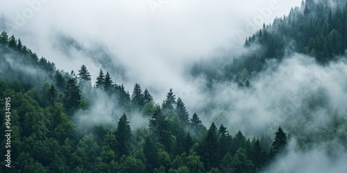 A serene forest landscape shrouded in mist, showcasing tall trees and lush greenery, perfect for nature enthusiasts.