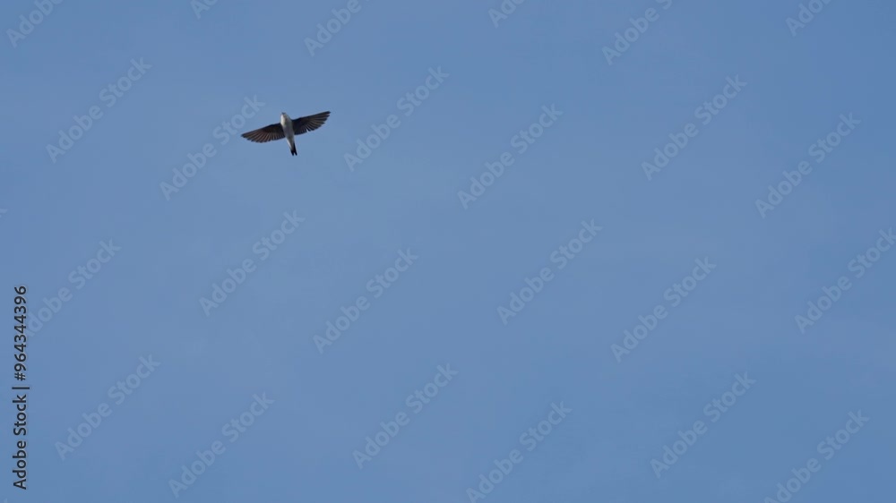 Western house martin Bird flying blue sky Western house martin Bird flying blue sky
