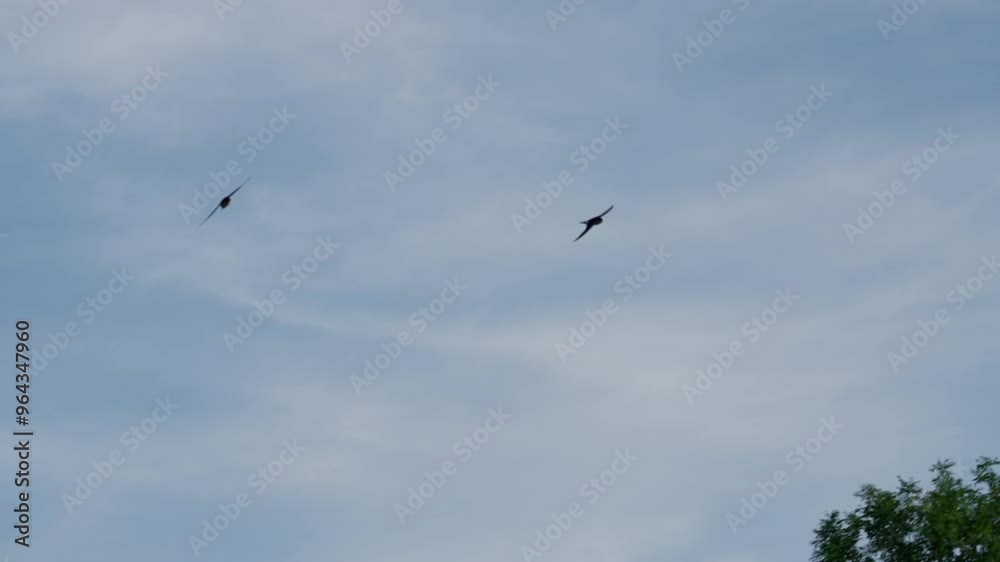 Swallow Birds flying in the sky Swallow Birds flying in the sky