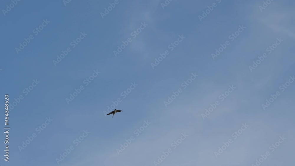 Mehlschwalben im Flug. Slow Motion 240fps Mehlschwalben im Flug. Slow Motion 240fps