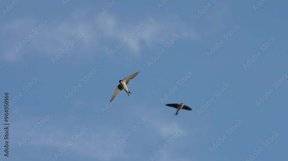 Mehlschwalben im Flug vor blauen Himmel fliegend