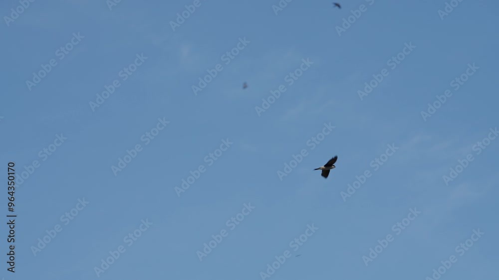 Mehlschwalben im Flug vor blauen Himmel fliegend Mehlschwalben im Flug vor blauen Himmel fliegend