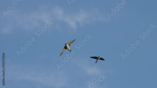 Mehlschwalben im Flug vor blauen Himmel fliegend