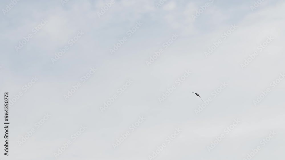 Swallow Birds flying in the sky Swallow Birds flying in the sky