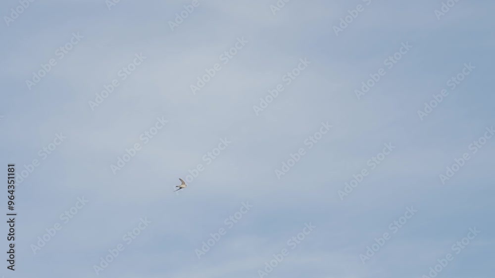 Swallow Birds flying in the sky Swallow Birds flying in the sky
