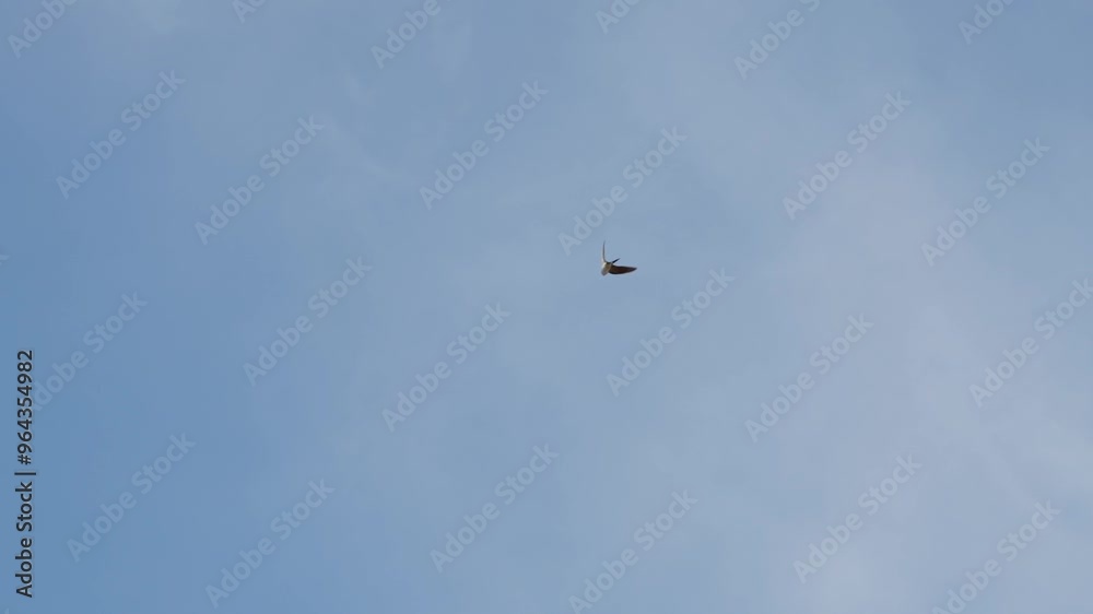 Mehlschwalbe fliegt vor Blauen Himmel Mehlschwalbe fliegt vor Blauen Himmel