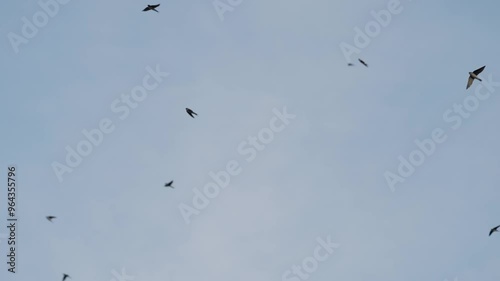 Viele Mehlschwalben fliegen vor Blauen Himmel in Zeitlupe photo