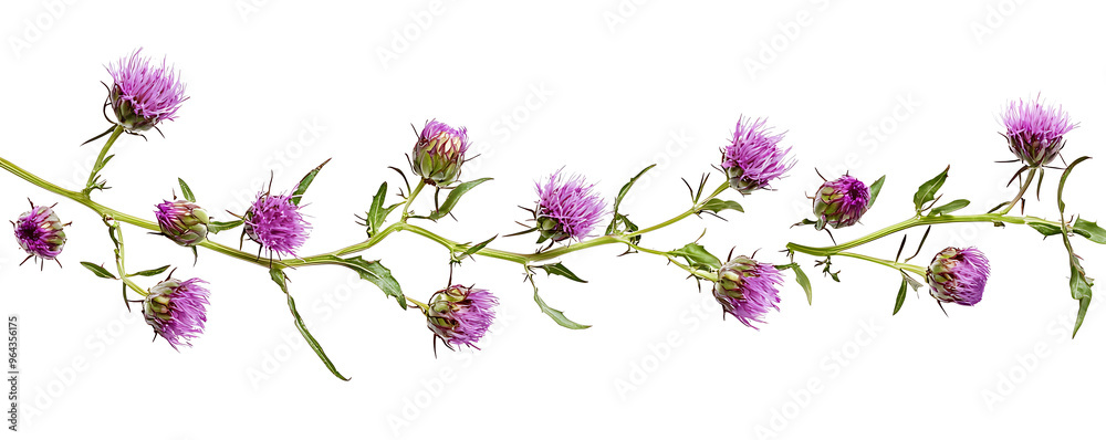 Fototapeta premium Purple flowers milk thistle isolated on white background
