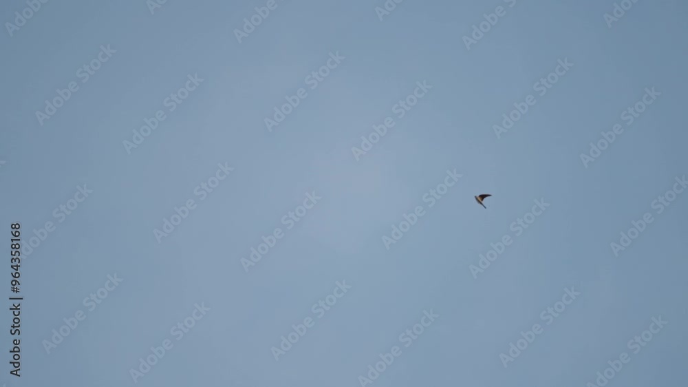 Viele Mehlschwalben fliegen vor Blauen Himmel in Zeitlupe Viele Mehlschwalben fliegen vor Blauen Himmel in Zeitlupe